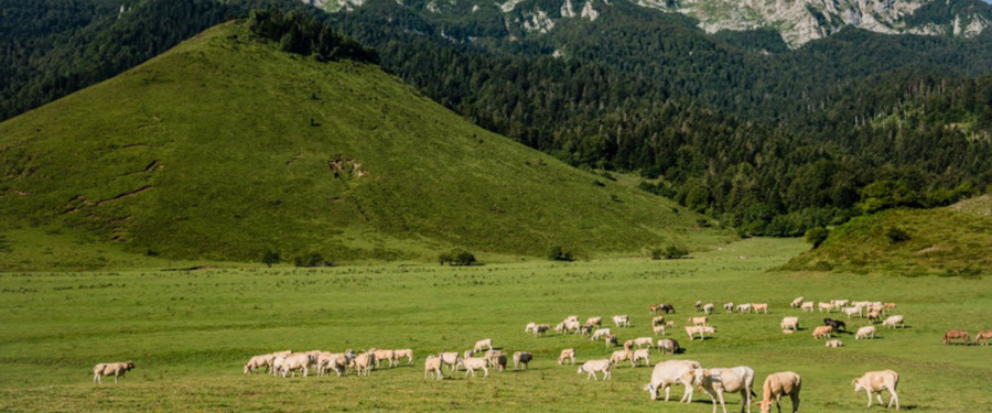 ©OT-vallee-ossau